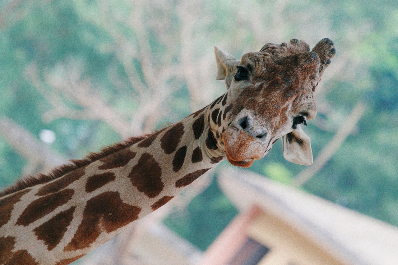 摄影-《五月动物园》