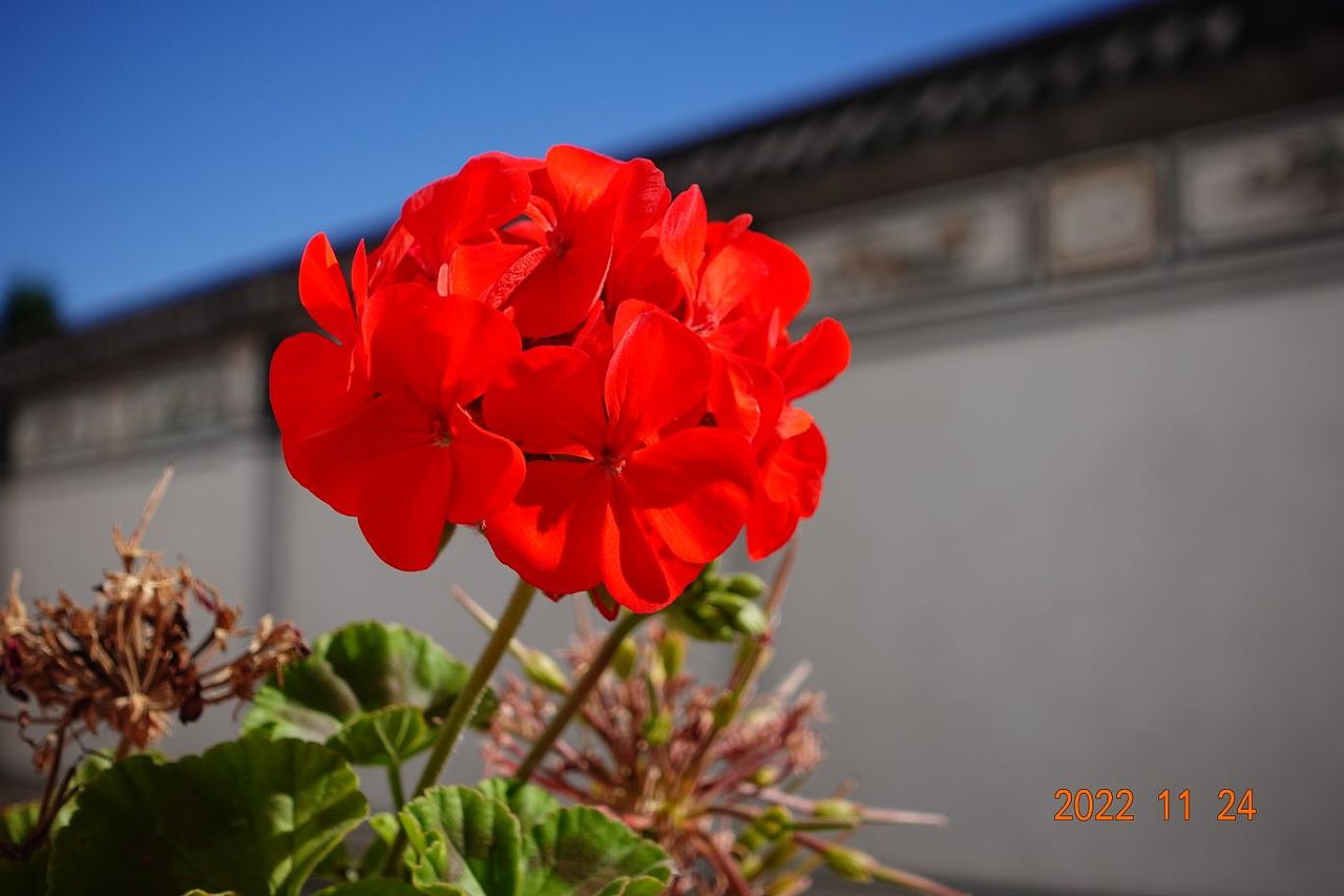 【大理风景】影子向玫瑰献忱,落日与夕阳亲抚迟