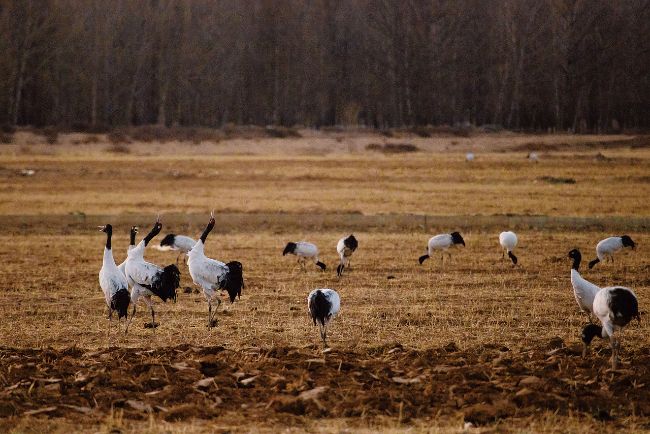 西藏 | 洁白的仙鹤,请借我一双翅膀