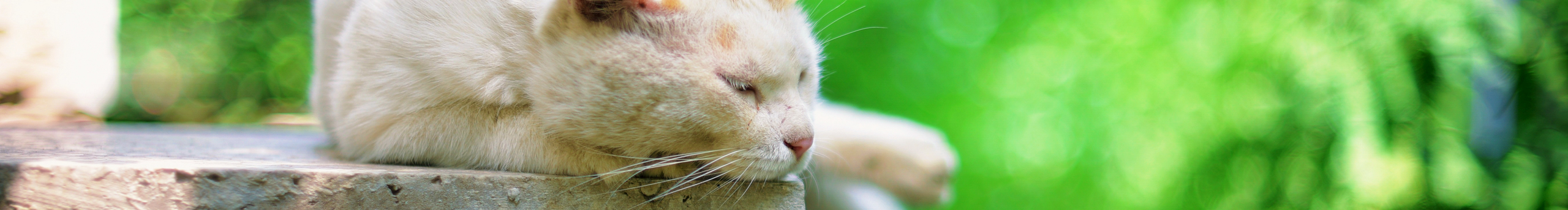 Miss_Mo的個(gè)人主頁（封面預(yù)覽） - 主頁封面設(shè)置 - 站酷設(shè)計(jì)師Miss_Mo原創(chuàng)素材 - 站酷ZCOOL