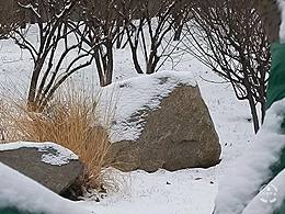 北京的天空下——雪地印象“草木风情”