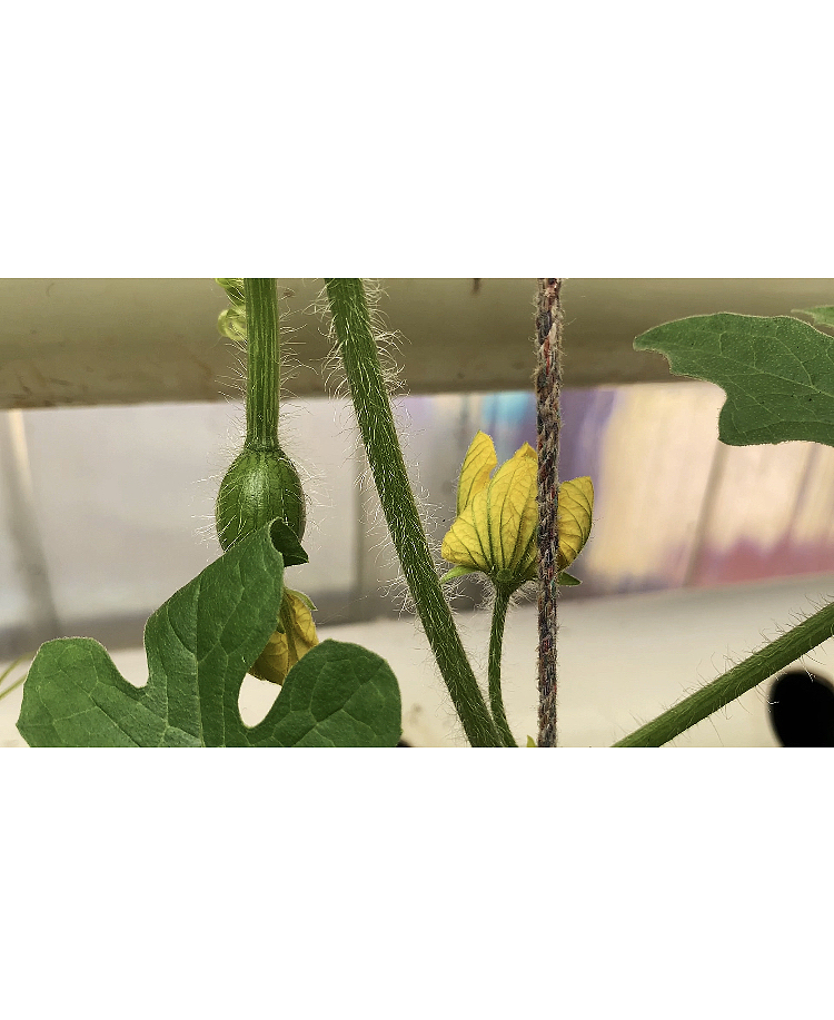 鱼菜共生食材小院里的那些小精灵们