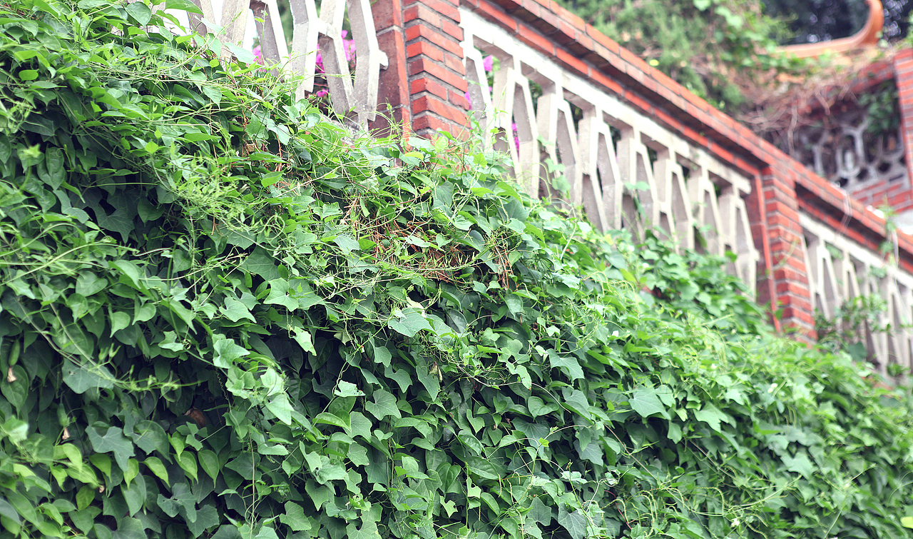 【漫步鼓浪屿】还记得我嘛?