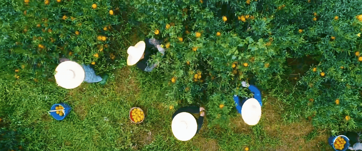 智慧农业-新会陈皮产业园APP 