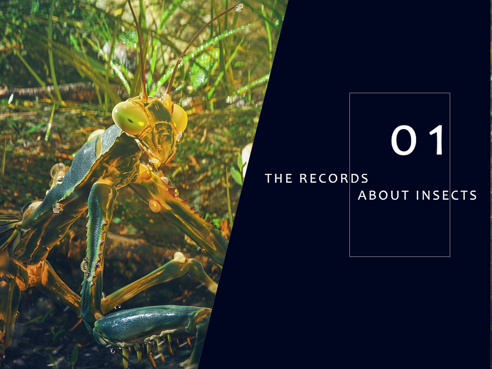THE RECORDS ABOUT INSECTS