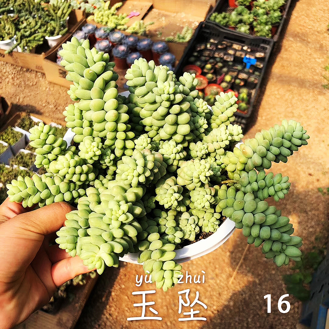 云南东南亚多肉绿植（图ZMTU1NDUxNTcy） - 产品摄影 - 站酷设计师绿植玩家原创素材 - 站酷ZCOOL