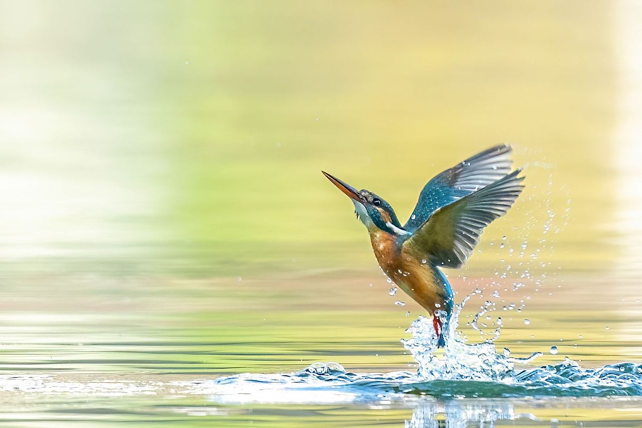 感悟自然·年度观鸟精华