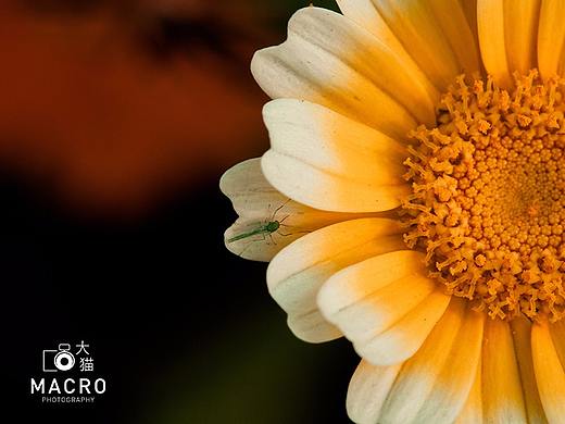 橘黄色（个人主页-ZMjc2MjgzMDg=） - 风光摄影 - 站酷设计师大猫影界原创素材 - 站酷ZCOOL