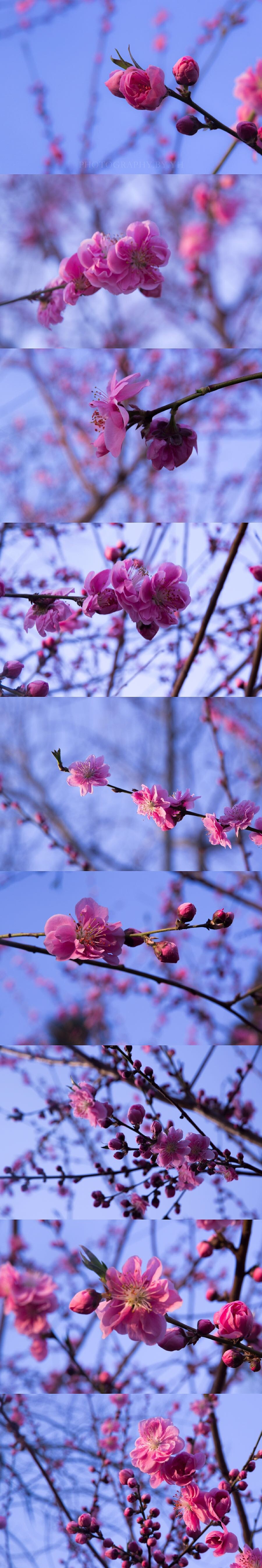 初春的花。等待的夏