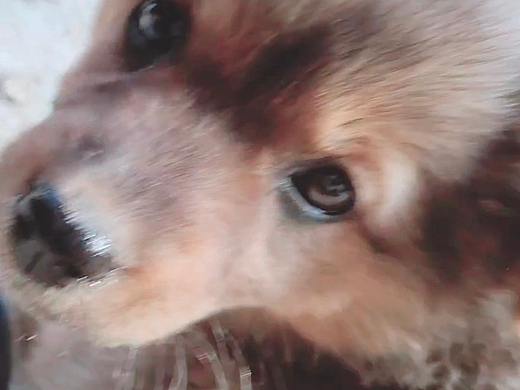 狗狗