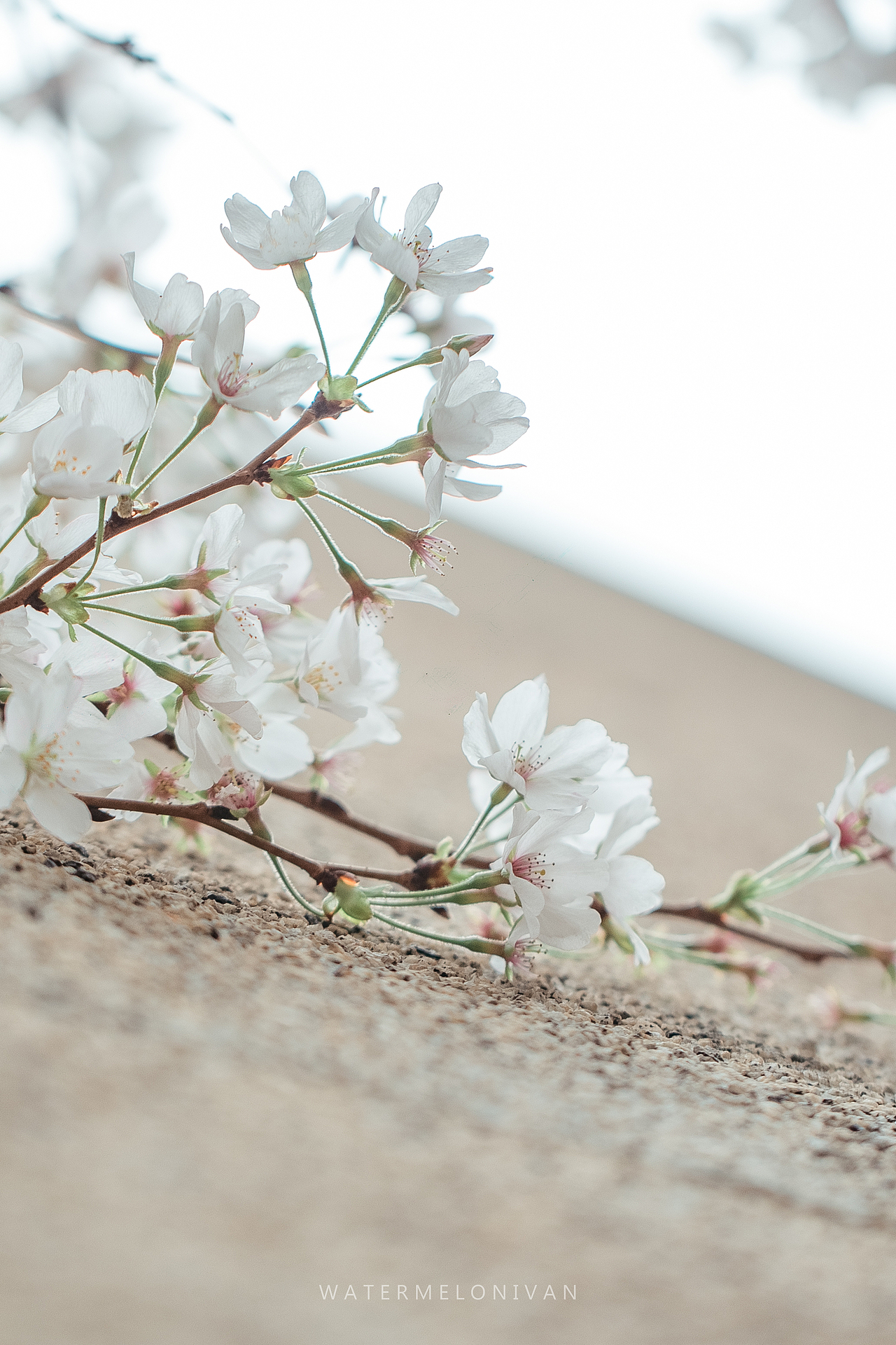 珞山樱（图ZMTA5NzUwMjQ0） - 风光摄影 - 站酷设计师西瓜不要太郎原创素材 - 站酷ZCOOL