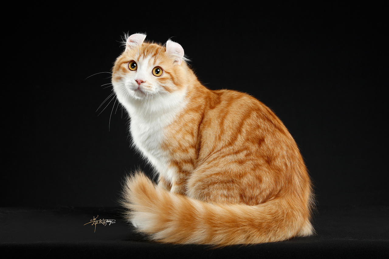 美国卷耳猫|摄影|宠物摄影|amyworks赛猫摄影 - 原