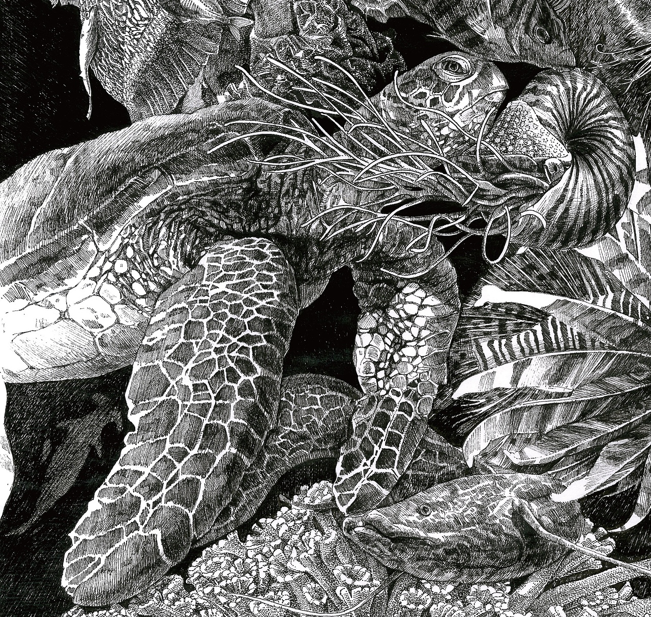 非洲的伪装之海