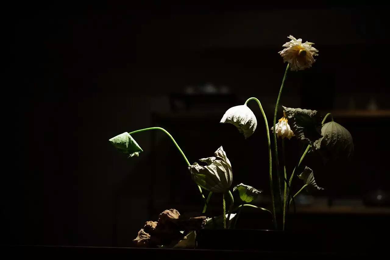 短暂辉煌过后，虽花败，但犹荣。（图ZNTQ3ODMxODQ=） - 产品摄影 - 站酷设计师吃鱼的猫儿原创素材 - 站酷ZCOOL