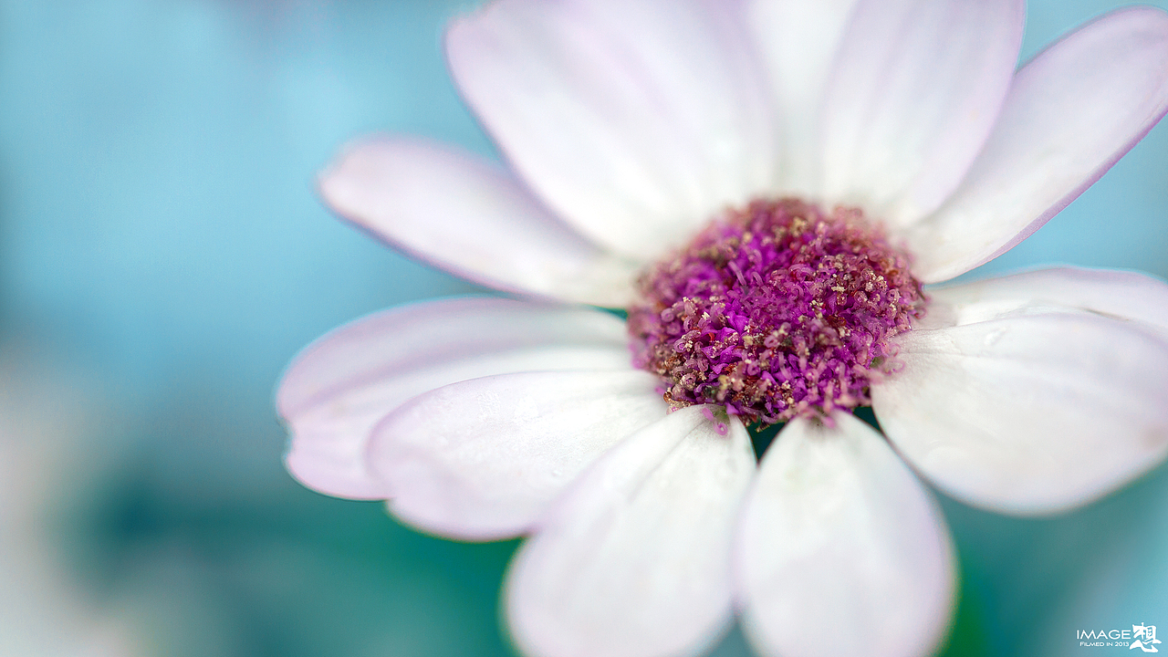 《妖精之花》_想·享摄影（图ZMTU2NjMwNzY=） - 风光摄影 - 站酷设计师Image想原创素材 - 站酷ZCOOL