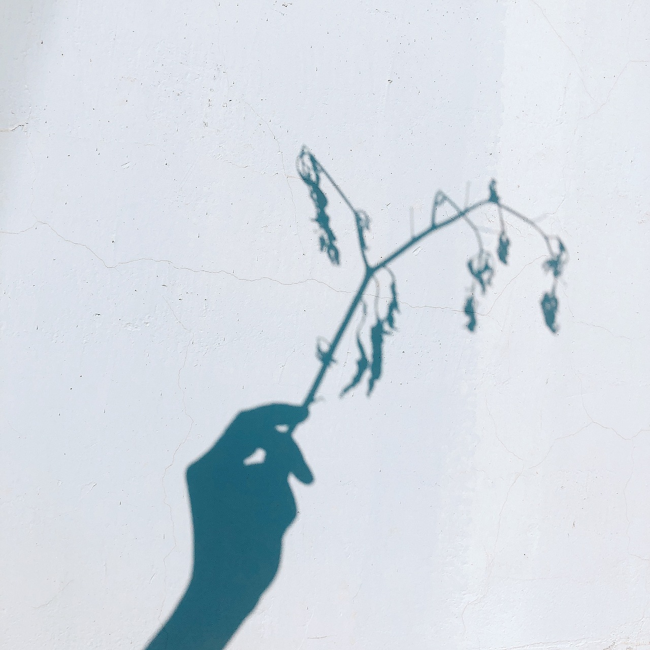 大自然是最美的花店（图ZMTMxNjU0NDE2） - 产品摄影 - 站酷设计师喵了个喵咪L原创素材 - 站酷ZCOOL