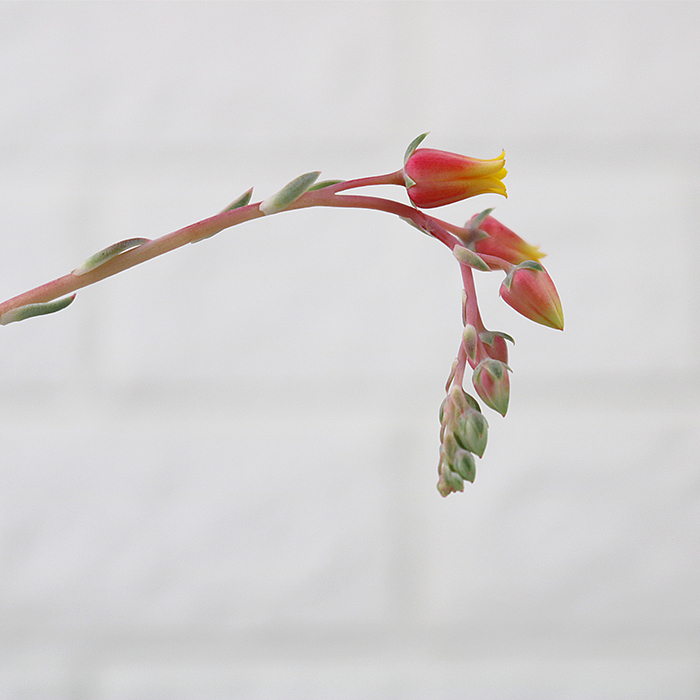 多肉-阿尔巴佳人-绿植植物（图ZMTQyNzk1NTY0） - 产品摄影 - 站酷设计师糖少爷原创素材 - 站酷ZCOOL