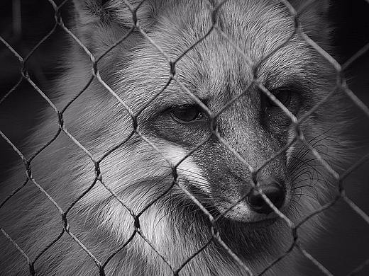 The Zoo Has No Smile-2017