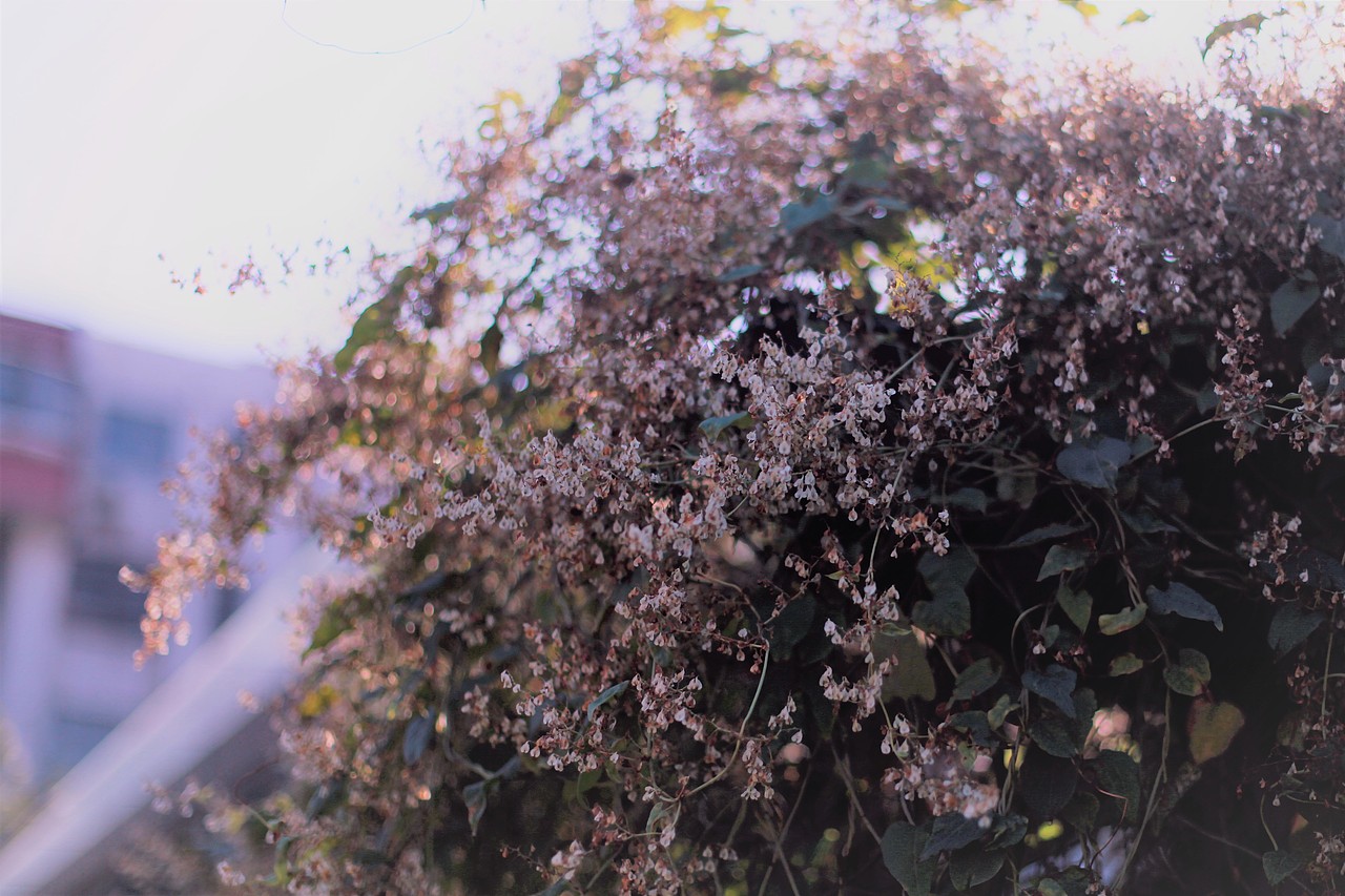 冬日（图ZMTM2OTQ4Njg0） - 风光摄影 - 站酷设计师五月简书原创素材 - 站酷ZCOOL