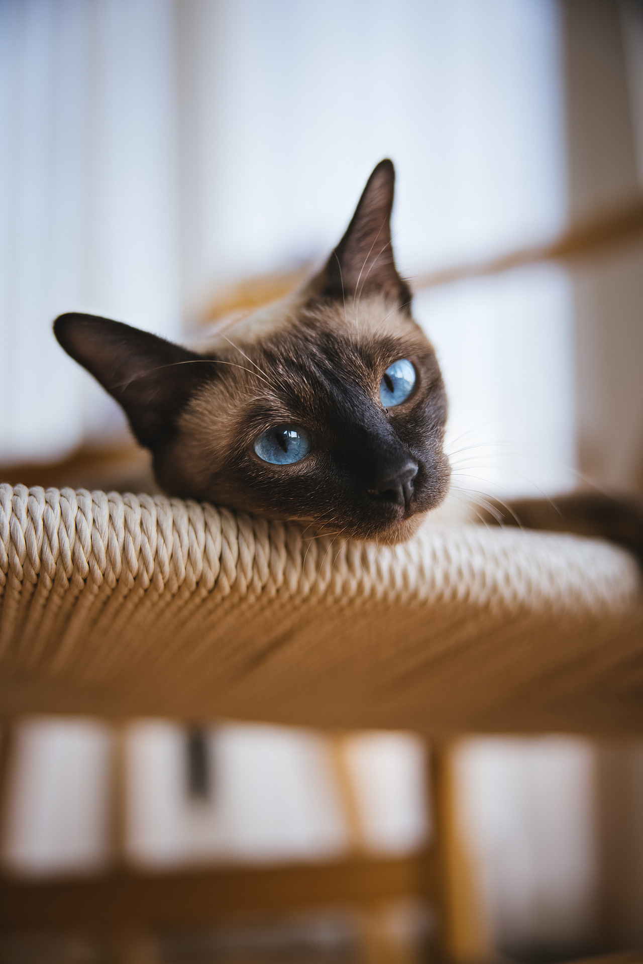 使用佳能EOS R5解锁更多猫咪姿势(图ZMjIyNDgxNTc2) - 宠物摄影 - 站酷设计师克查原创素材 - 站酷ZCOOL