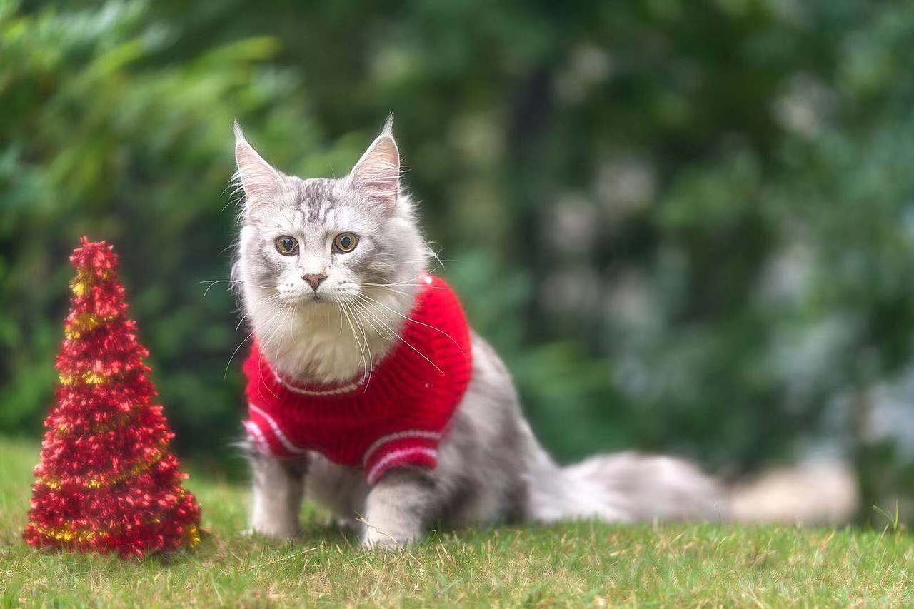 家有小调皮~~~~~