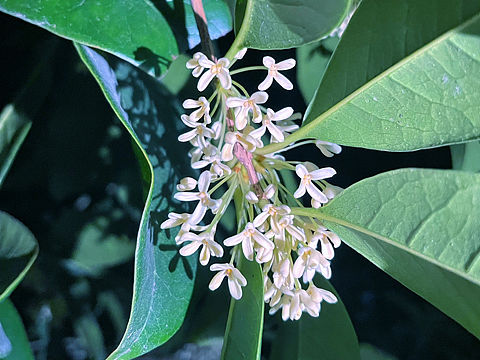 桂花盛开