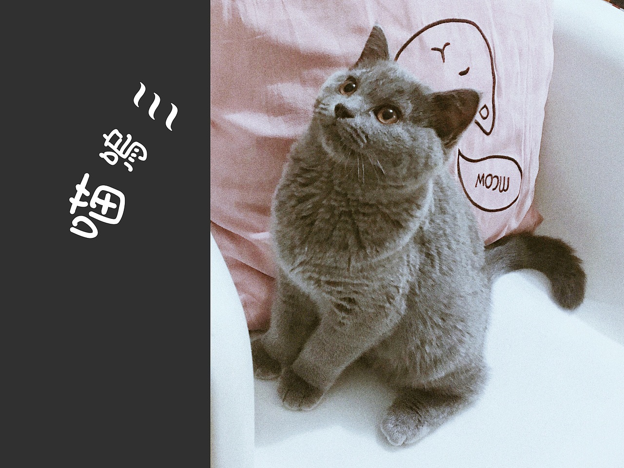 辣条是只猫（图ZMTczNjQ1MDcy） - 宠物摄影 - 站酷设计师奋斗的PM原创素材 - 站酷ZCOOL