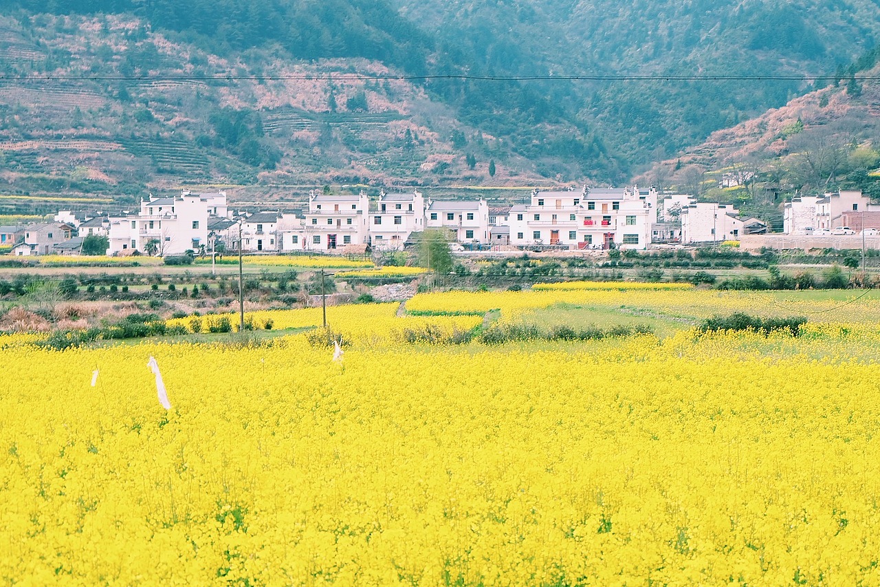 最美油菜花儿－江西婺源2016（图ZNDUyNzkyODg=） - 风光摄影 - 站酷设计师CherryCheng原创素材 - 站酷ZCOOL