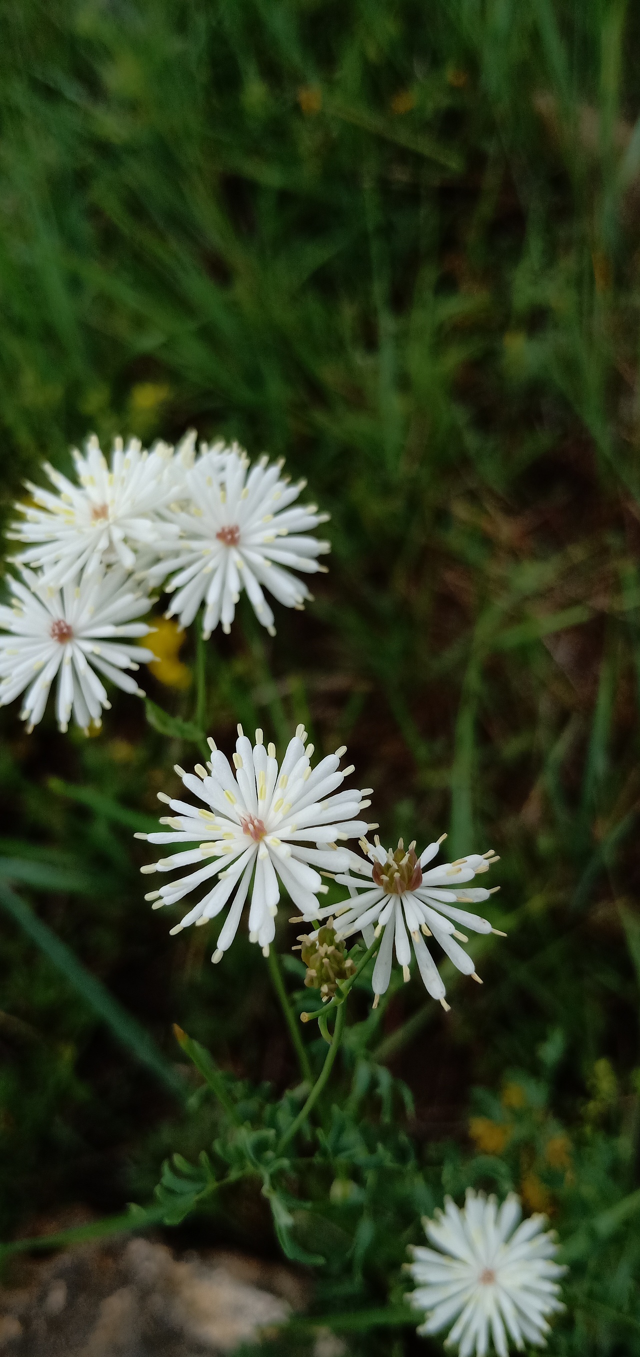手機拍攝-張家口