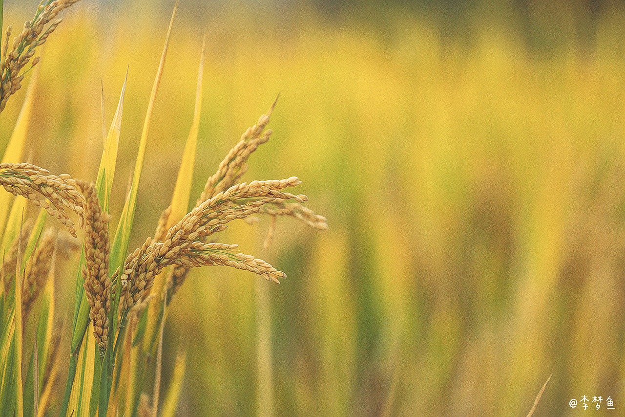 单车日记2019（图ZMTg3NDQ1ODc2） - 人像摄影 - 站酷设计师腰果虾仁原创素材 - 站酷ZCOOL