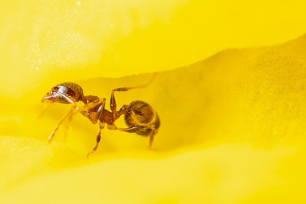 微观世界-今天在家抓了个壮丁（图ZMTk4ODI0ODQ0） - 风光摄影 - 站酷设计师bracelee原创素材 - 站酷ZCOOL