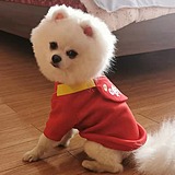 家有小可爱的头像