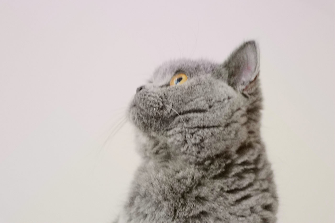 种猫-MM-纯蓝色-冬梅-英国短毛猫|沐米猫舍