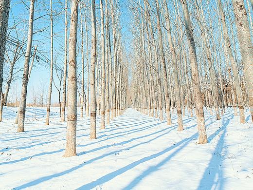 北京郊区的冬天（有种北海道的感觉）