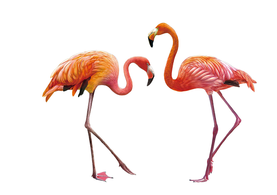 科普插画 长隆动物世界鸟类大合集（图ZMjg4Njc2OTcy） - 绘本 - 站酷设计师白廷原创素材 - 站酷ZCOOL