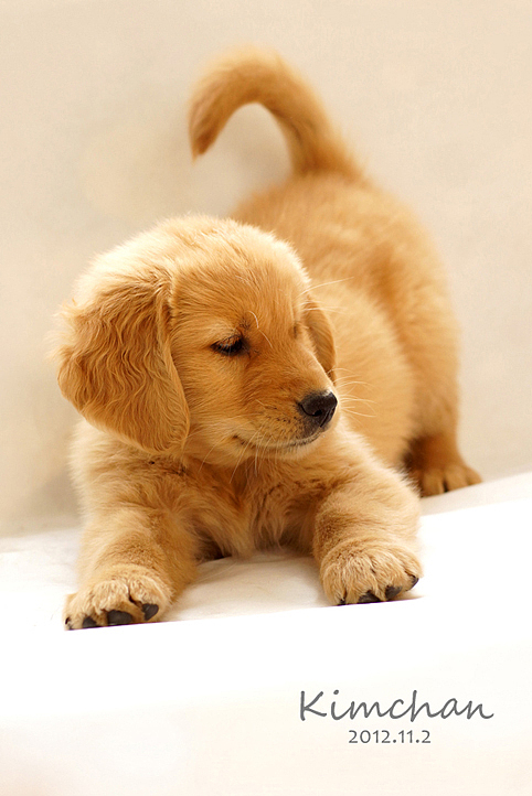 超级无敌可爱萌的金酱