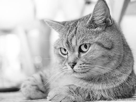 拍摄期间撸猫来两张