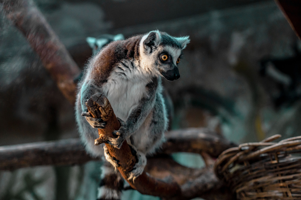 北京动物园（图ZMjM3MzkxOTY4） - 宠物摄影 - 站酷设计师郄广鑫q原创素材 - 站酷ZCOOL