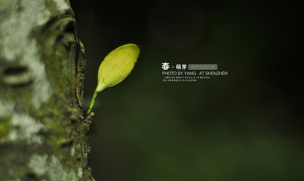 春·萌芽（图ZODQyMzcwNA==） - 风光摄影 - 站酷设计师szuedu2005原创素材 - 站酷ZCOOL