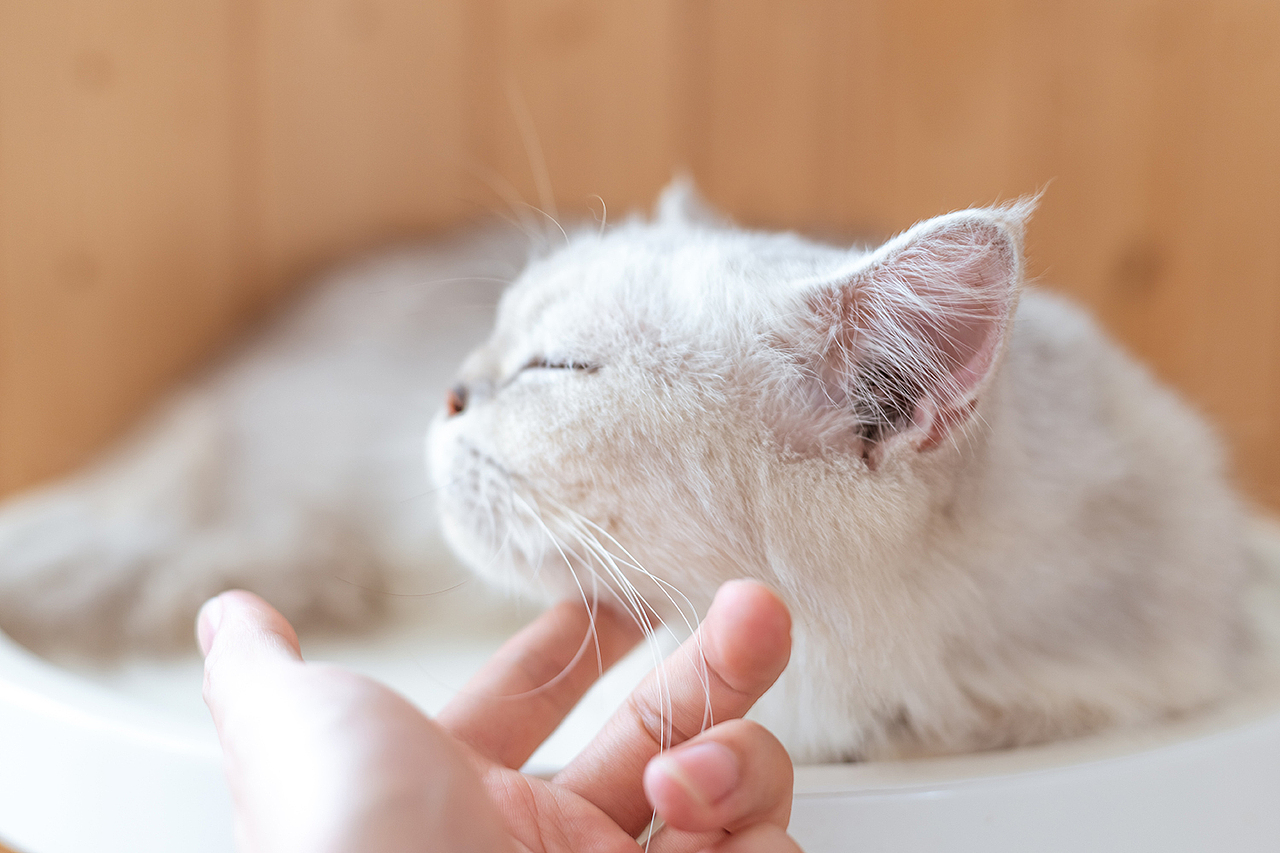 猫-摄影（图ZMTUwNzA3NDMy） - 宠物摄影 - 站酷设计师凌乱的猪原创素材 - 站酷ZCOOL