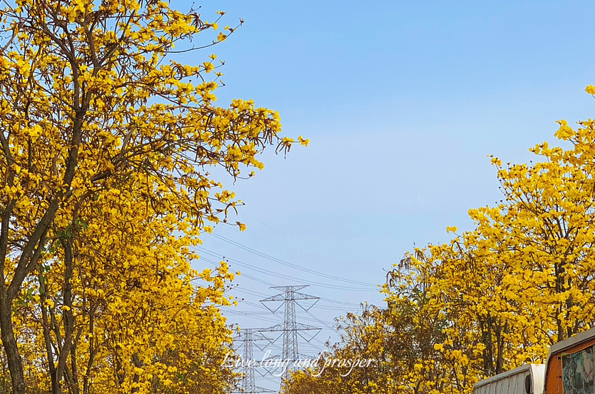 故事里的小黄花-黄花风铃木