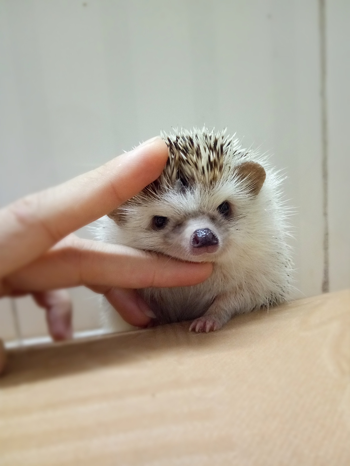 刺猬治愈萌照|摄影|宠物摄影|刘忙忙 - 原创作品 - 站酷 (zcool)