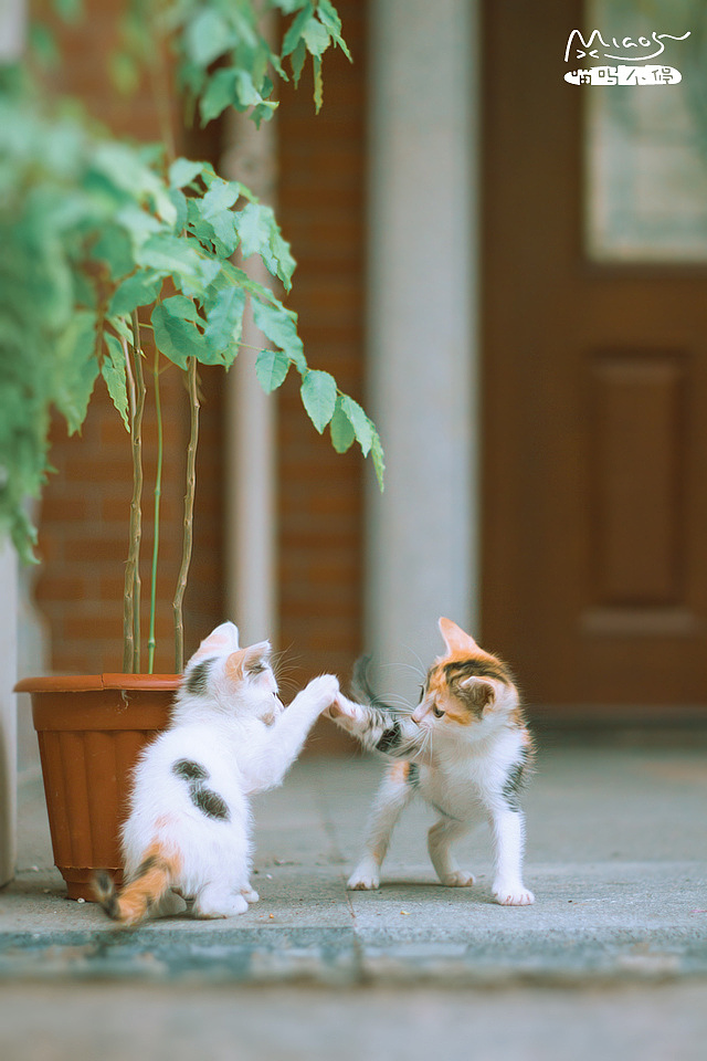 我和我的喵呜们(六)