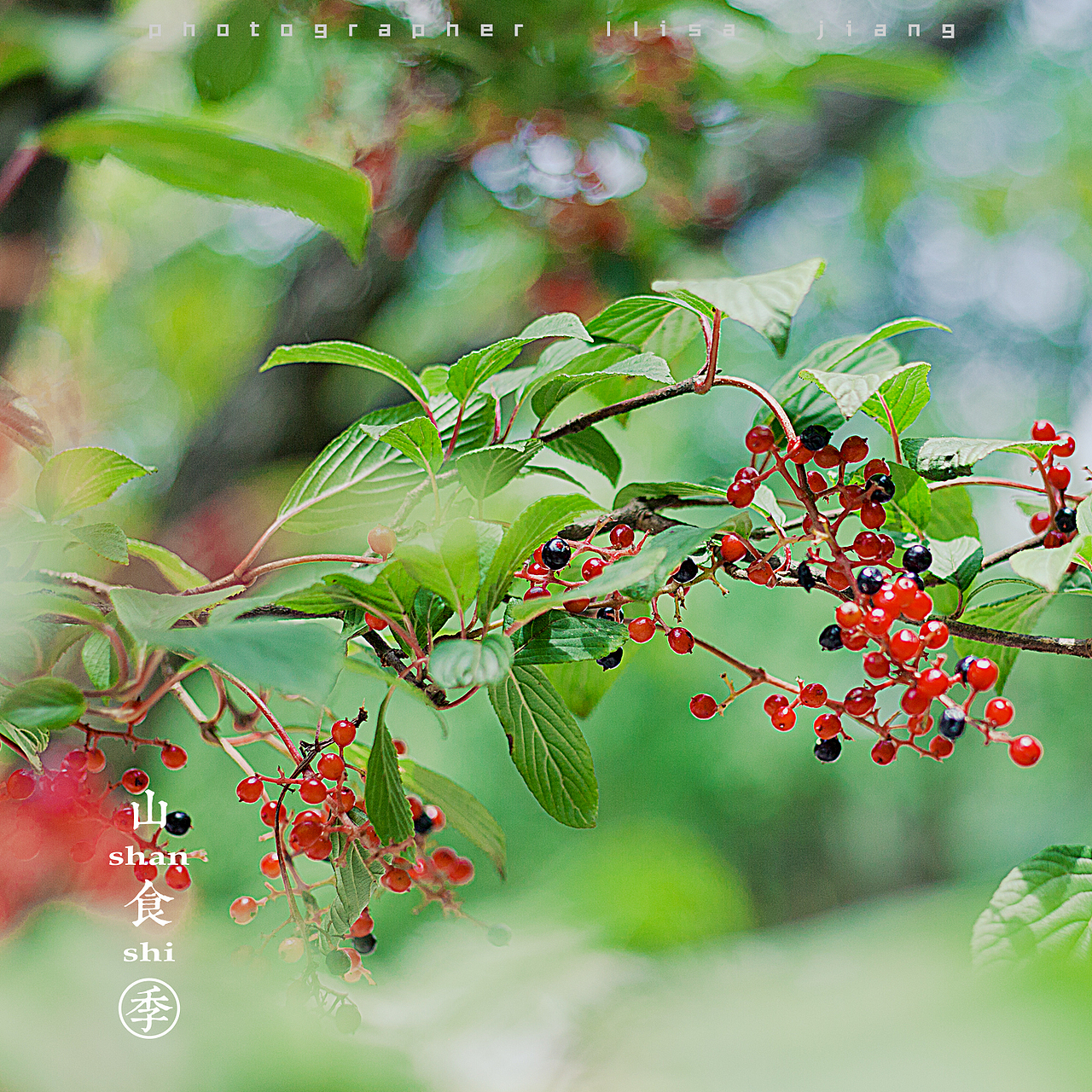 小品四季（图ZMTA4NTgyNTA0） - 产品摄影 - 站酷设计师挲lisa原创素材 - 站酷ZCOOL