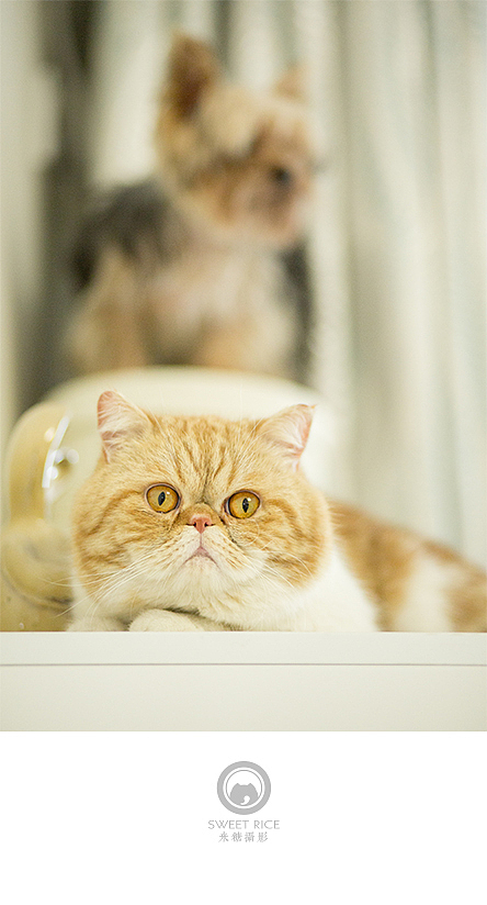 加菲阿宝和乱入的东西（图ZNDY1NjQzNDA=） - 宠物摄影 - 站酷设计师挂糖原创素材 - 站酷ZCOOL