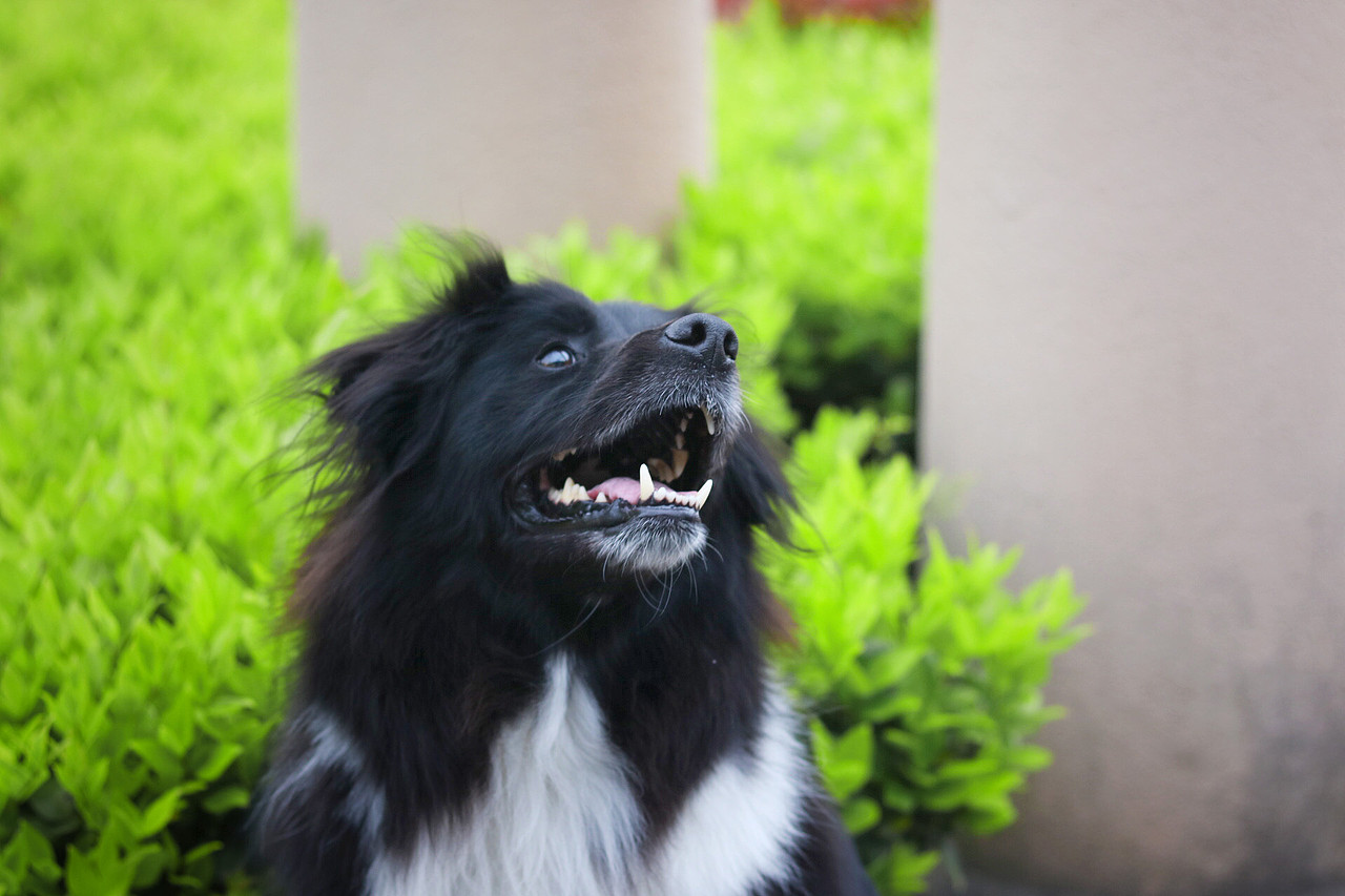 你的眼里有星星（图ZNzk1Mzk5NTY=） - 宠物摄影 - 站酷设计师GlaceYyy原创素材 - 站酷ZCOOL