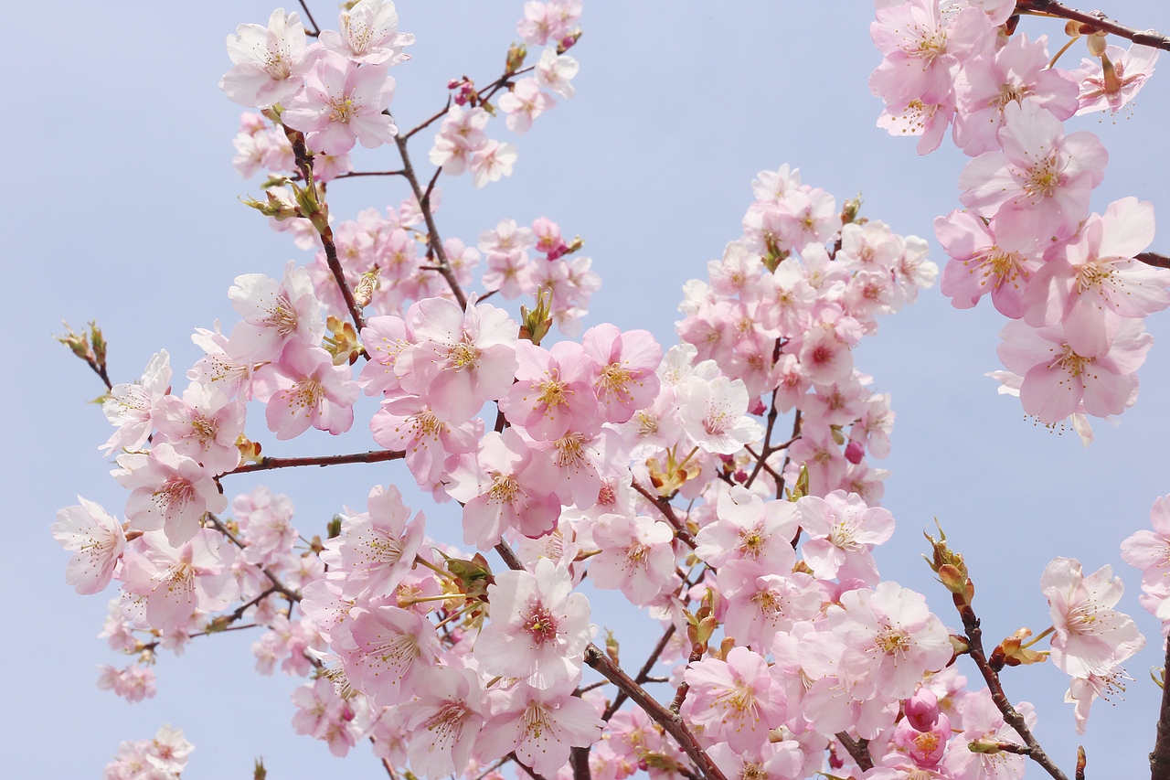 京都印象（图ZMTUyMTIzNDQw） - 风光摄影 - 站酷设计师jayip原创素材 - 站酷ZCOOL