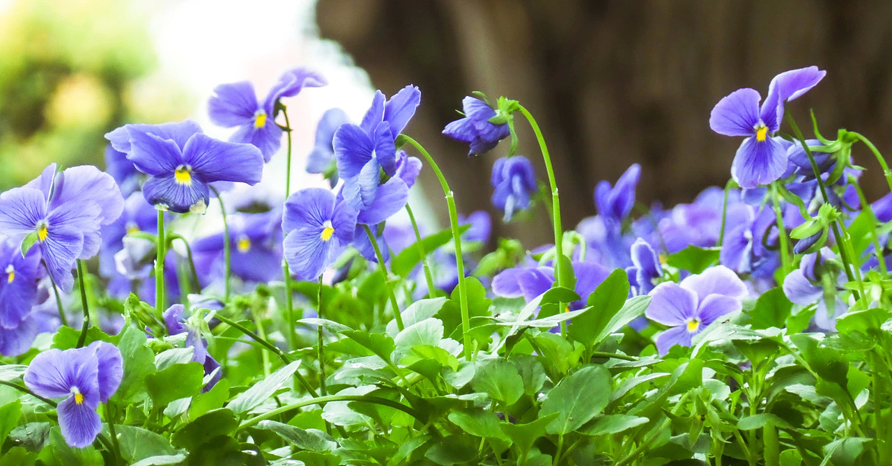 2015摄影作品精选集-花草篇