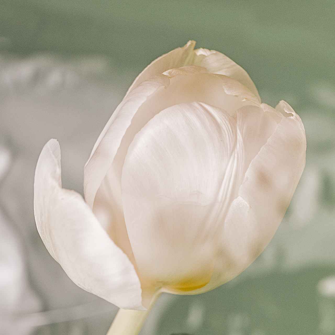 绿/花（图ZMTgzMTc4ODYw） - 产品摄影 - 站酷设计师刘佩相_koto原创素材 - 站酷ZCOOL