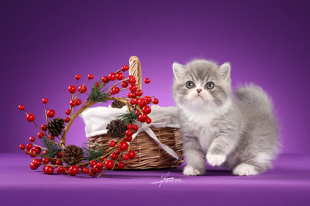加菲猫